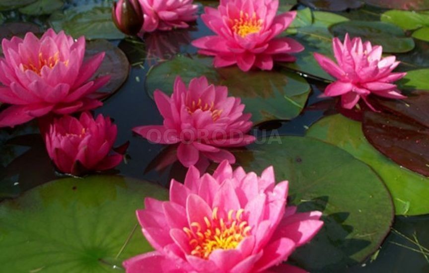 Красавицы кувшинки: как сделать пруд цветущим садом