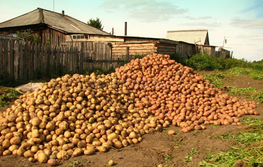 Посадочный картофель готовим с осени