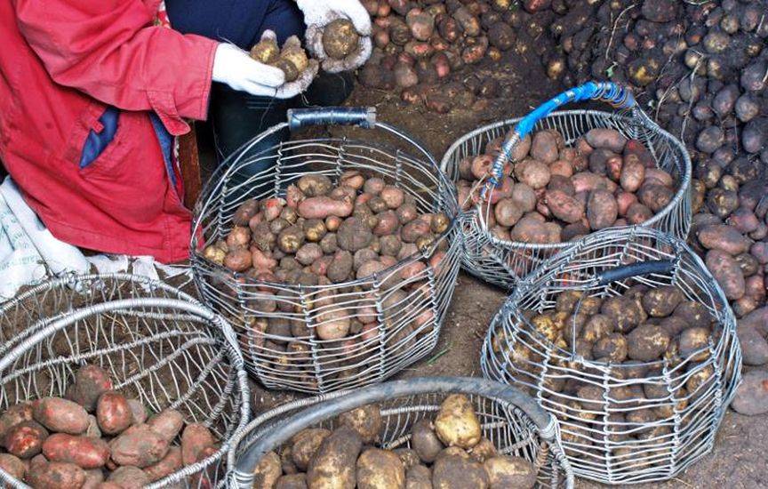 Как выкапывать и хранить картофель
