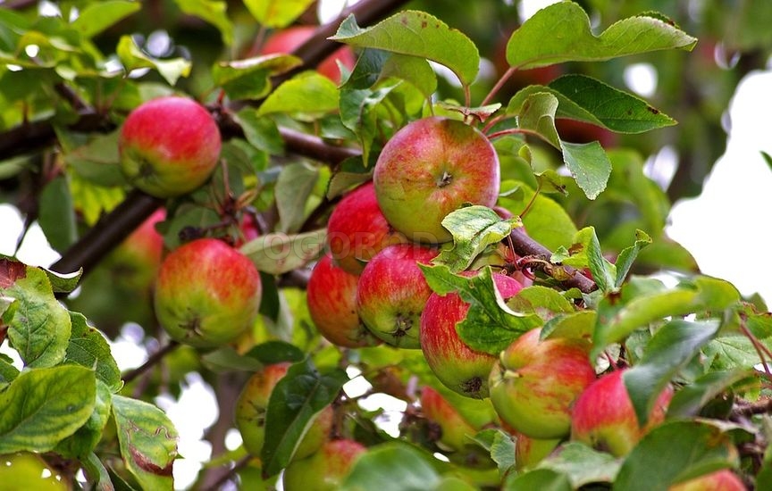 Урожай яблони