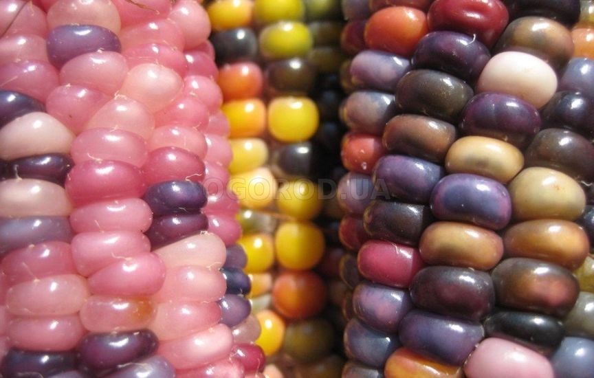 Разновидность цветной кукурузы