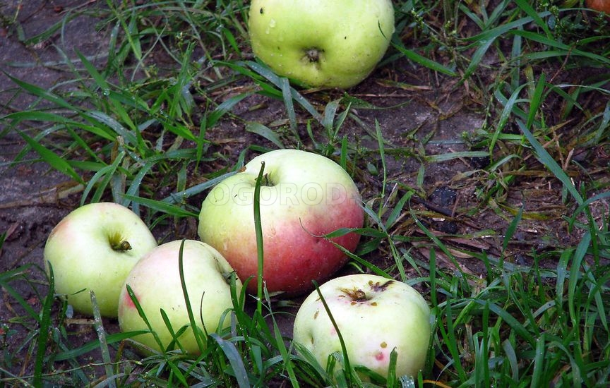 Как хранить яблока