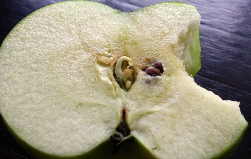 Выращивание яблони из семян