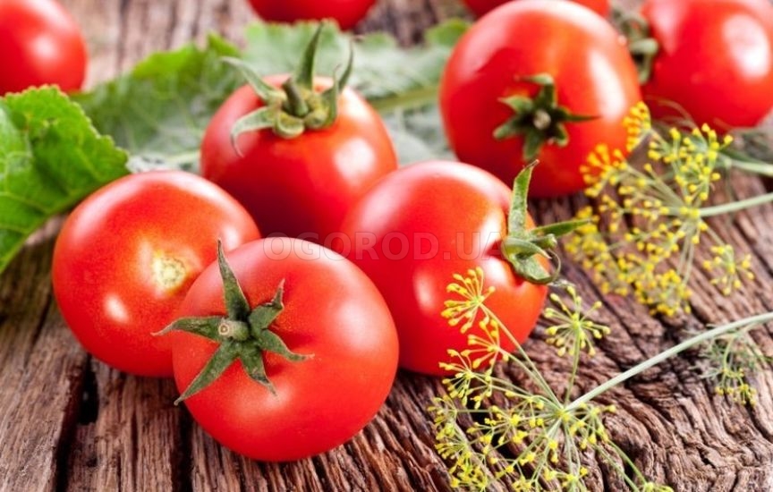 Плоды помидоров