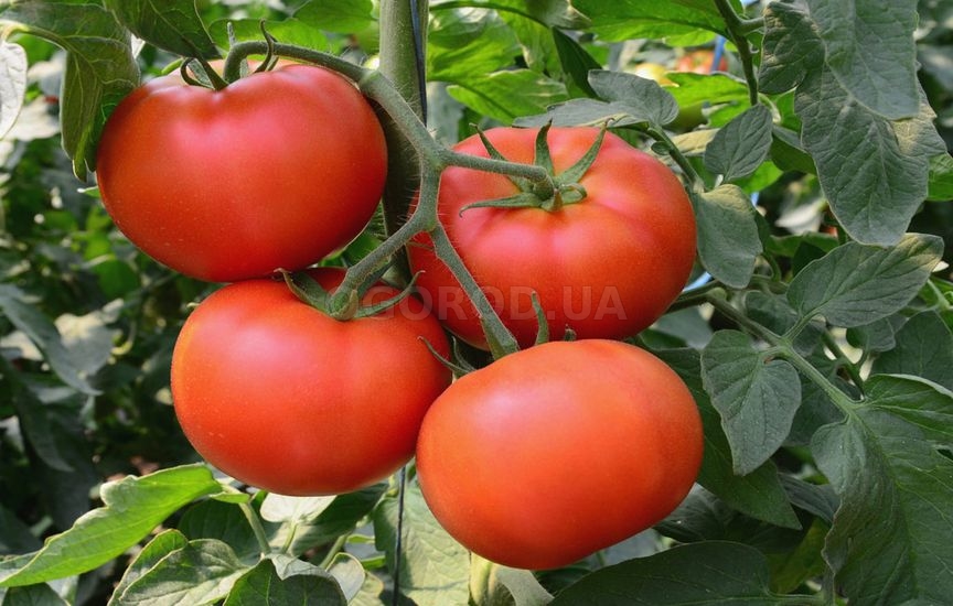 Как выбрать томаты в магазине