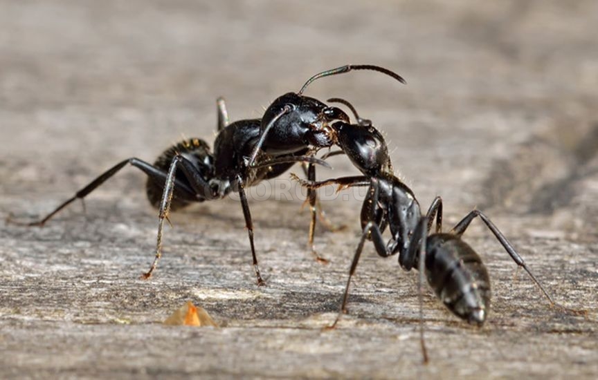 Как бороться с черными муравьями