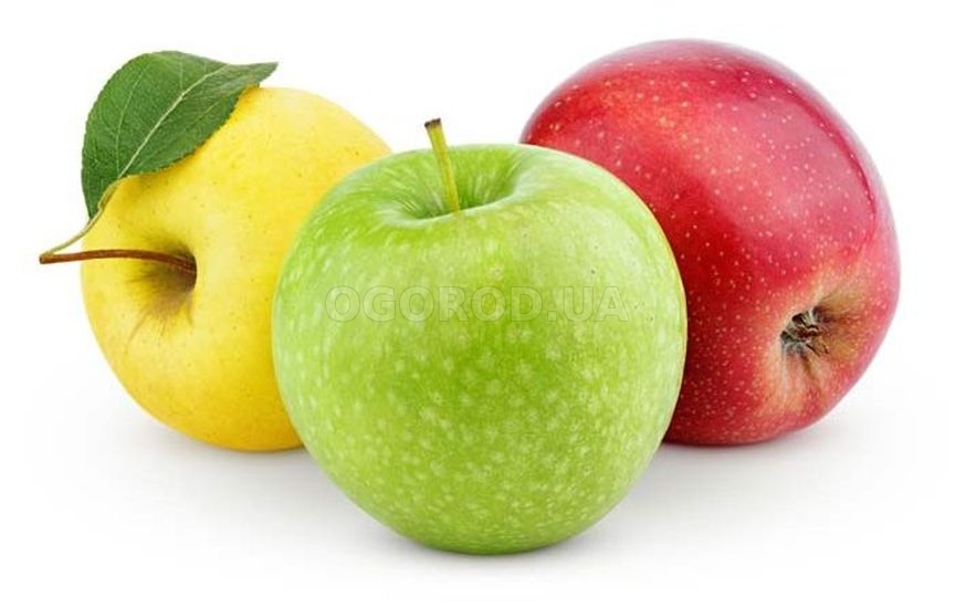 Сорта яблок