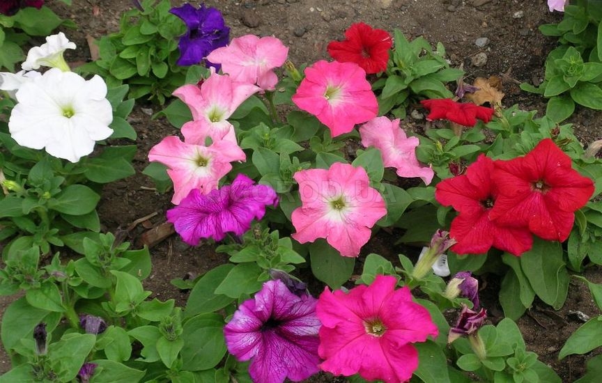 Цветы для посадки в открытый грунт семенами в мае