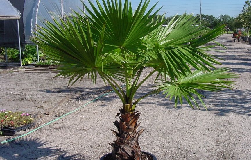 Пальма Вашингтония - выращивание из семян