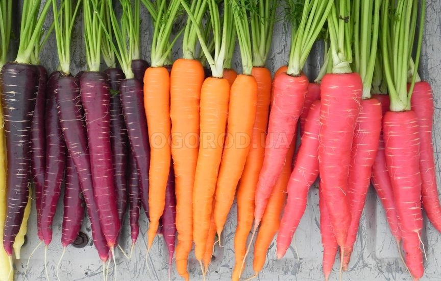 Разновидность моркови