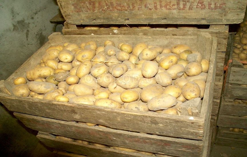 Посевной картофель желательно хранить в деревянных(тарных) ящиках.