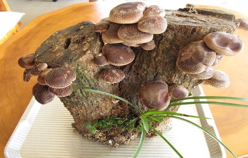 Мицелий гриба шиитаке