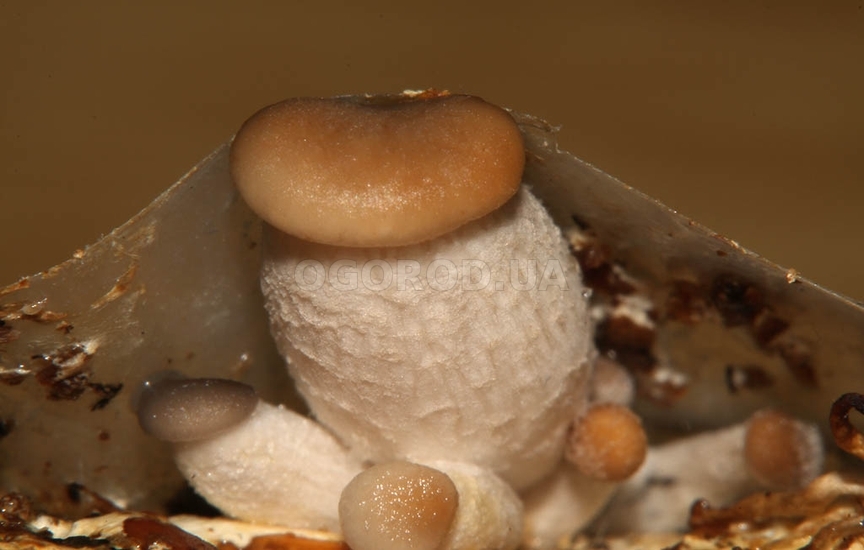 Мицелий гриба белый гриб