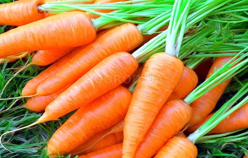 Морковь относится к овощам