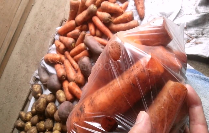 Хранение моркови без потерь