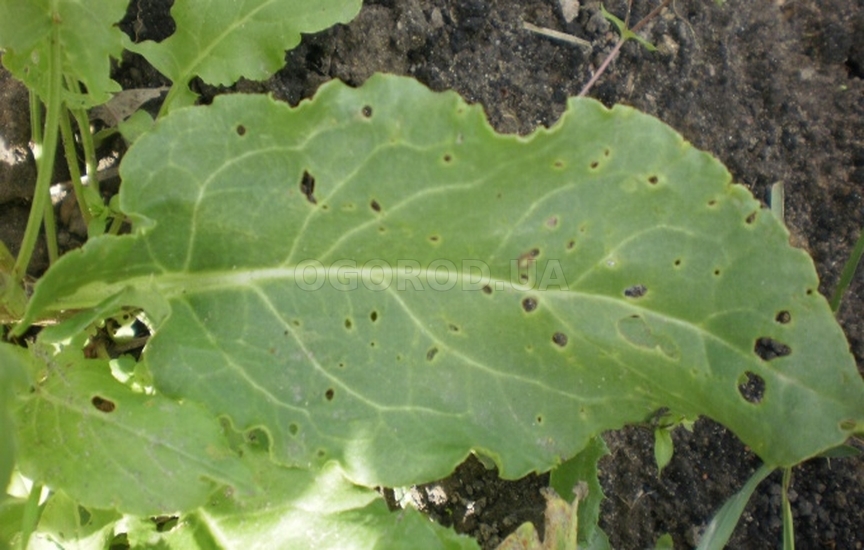 Щавель повреждают жуки и личинки щавелевого листоеда