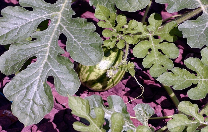 Семена арбуза - выращивание рассады и уход