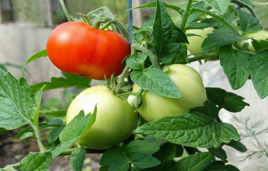 Как ускорить созревание томатов в августе