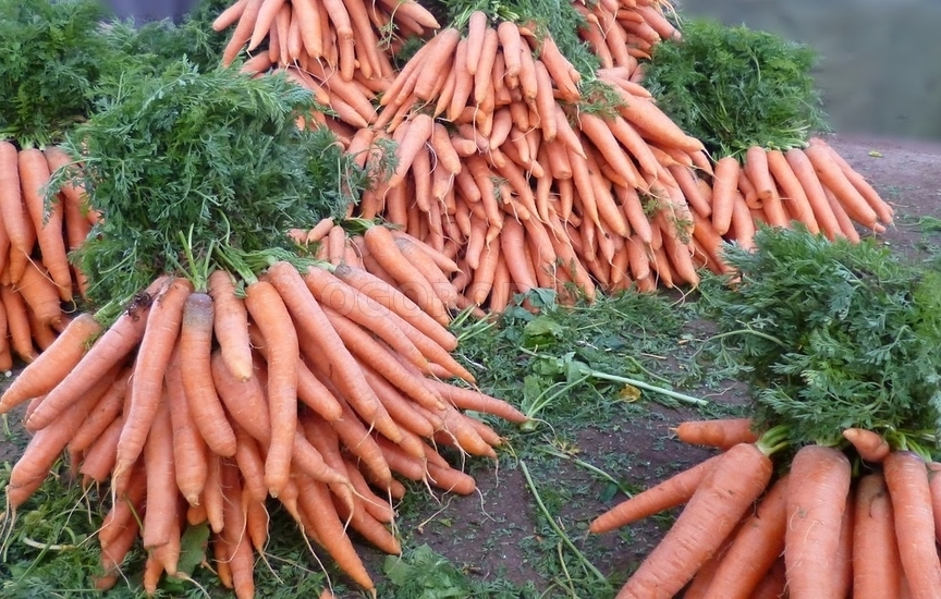 Как вырастить и сохранить морковь