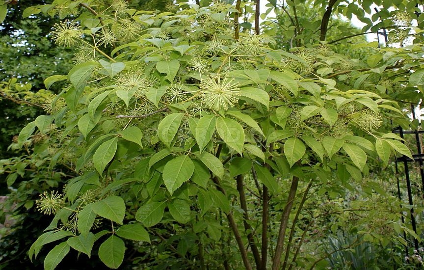 элеутерококк – очень полезное растение