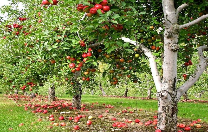 Время цветения яблони определяется внешними условиями и сортом.