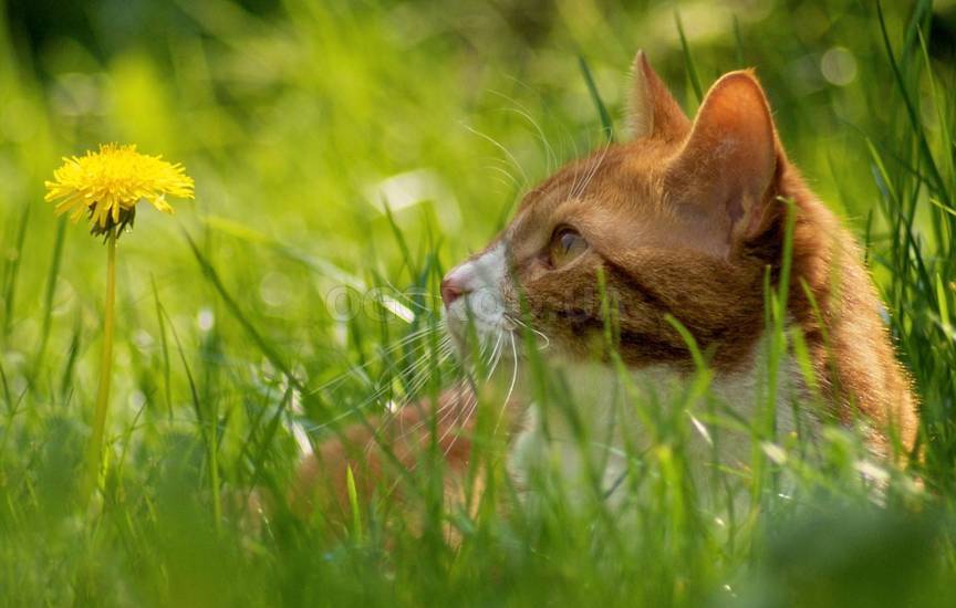 Зачем котам необходимо давать траву