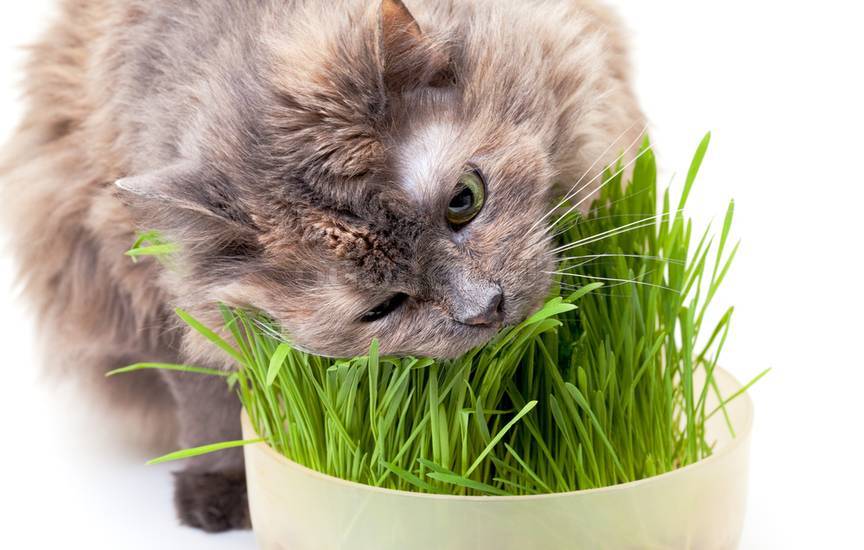 Какую траву посадить для кошки