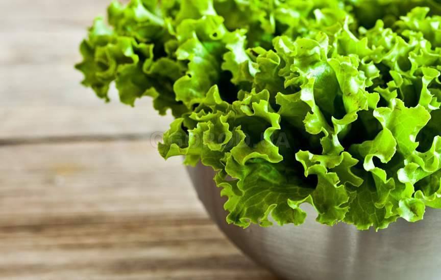 Как вырастить листовой салат на подоконнике