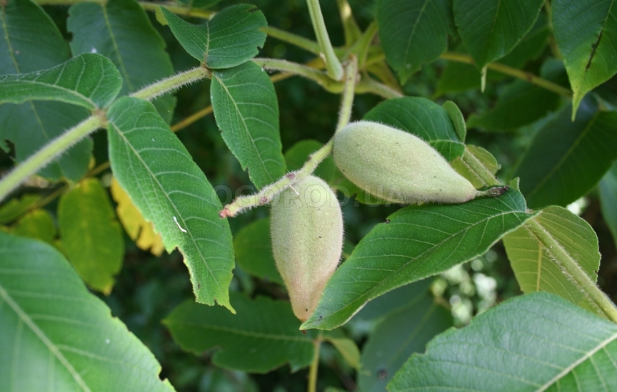 Размножение маньчжурского ореха семенами