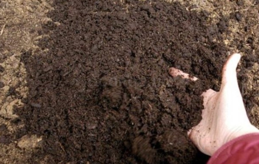 Почва для свеклы должна быть достаточно рыхлой и питательной