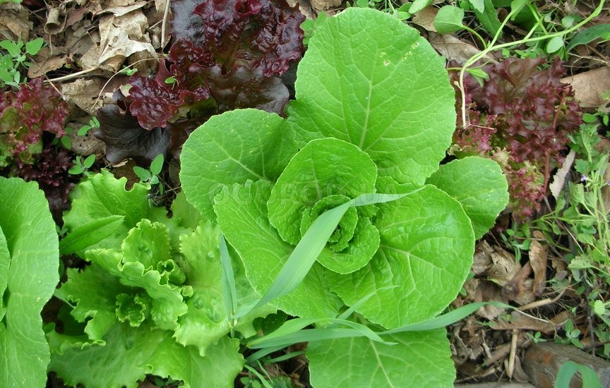 Для подзимнего посева можно использовать семена салата
