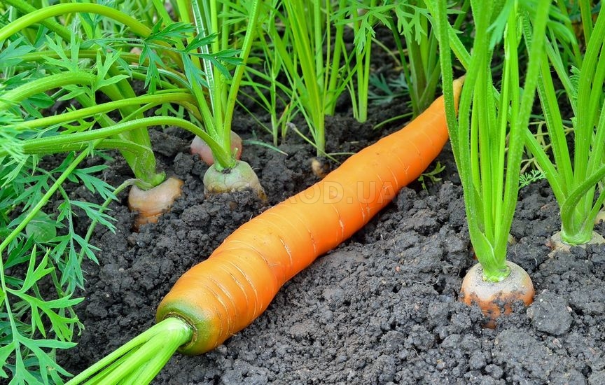 С осени можно посеять морковь