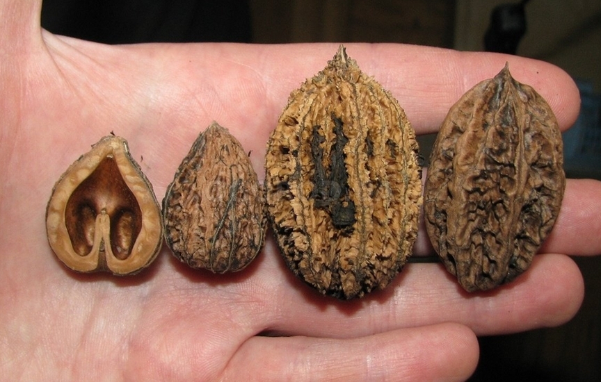 Маньчжурский орех в основном размножают семенами
