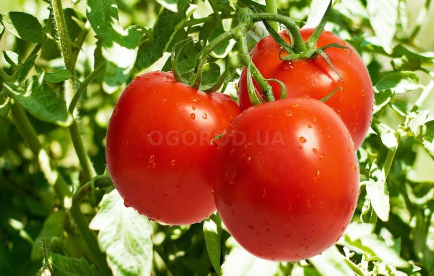 Сорта томатов устойчивые к фитофторе