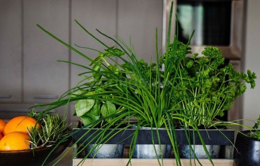 Выращивание свежей зелени в комнатных условиях