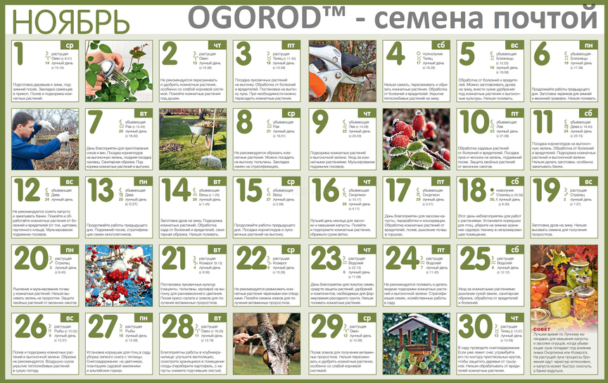 Огородный календарь на ноябрь 2017