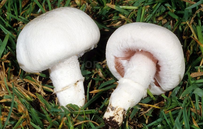 Мицелий гриба шампиньон - выращивание в открытом грунте