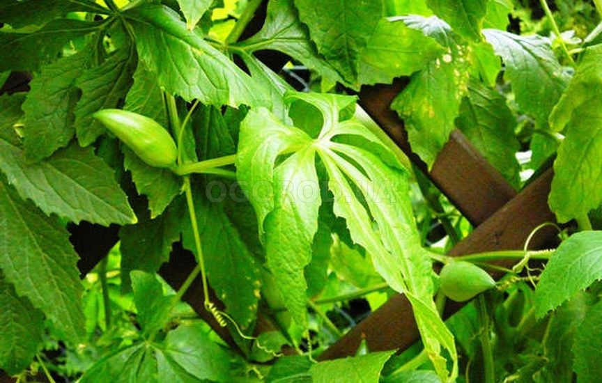 Циклантера представляет собой лианоподобное растение
