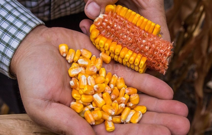 Особенности ухода за семенной кукурузой