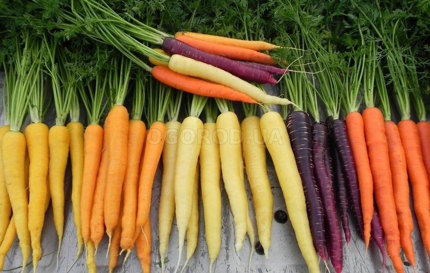 Как сажать семена моркови