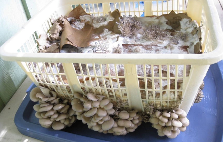 Выращивание мицелия на картоне