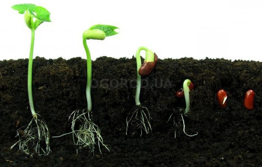 Процес роста семян