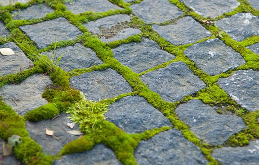 Очистка тротуарной плитки от травы и мха