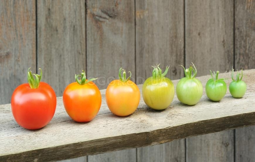 Способы дозревания зеленых помидоров
