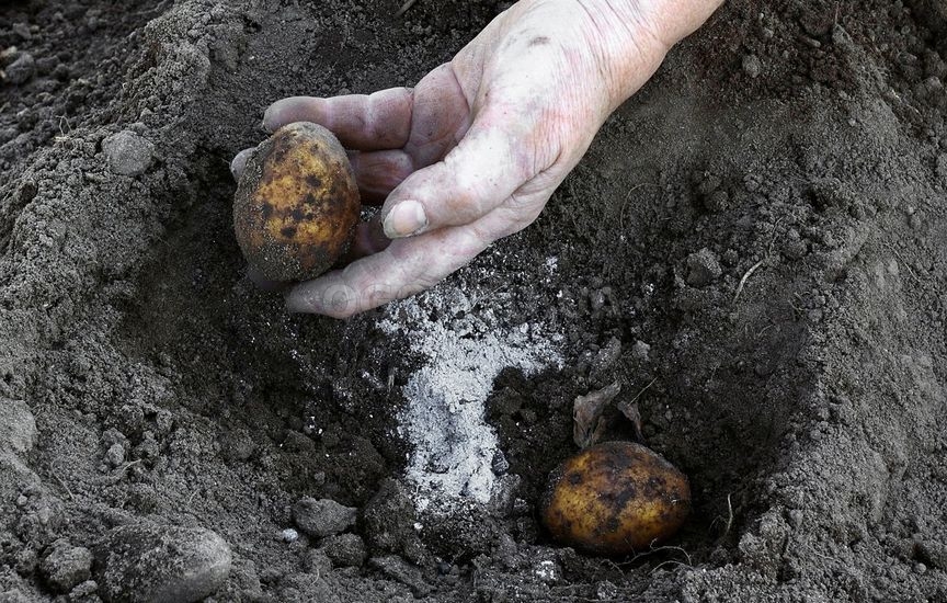 Как посадить картофель под зиму