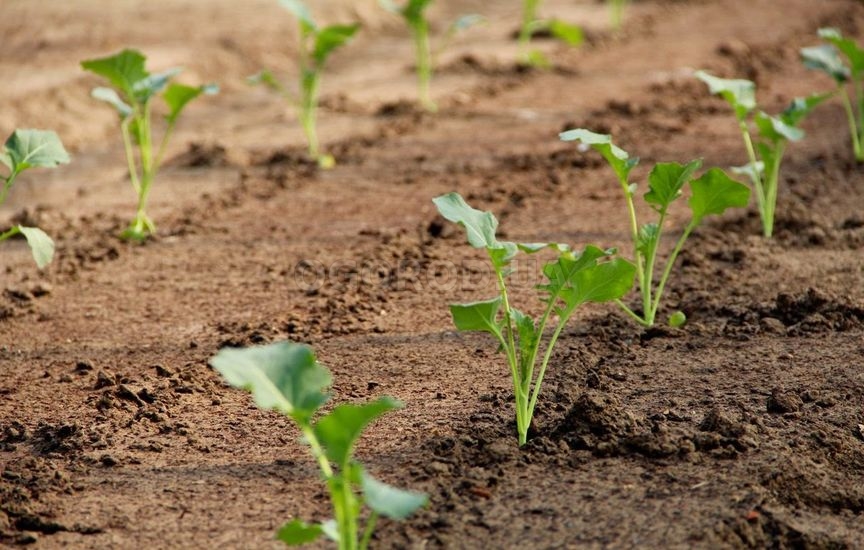 Советы по выращиванию ранней капусты