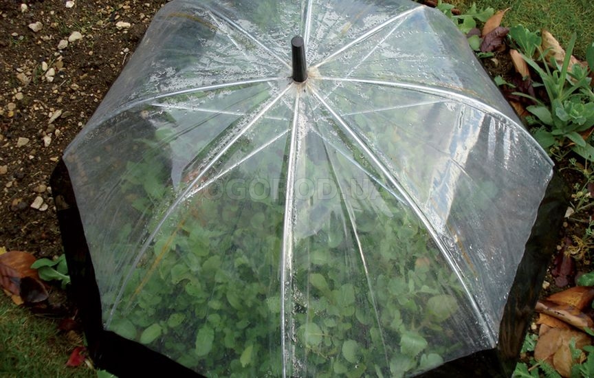 Зонтик-парник защитит посадки и от холода