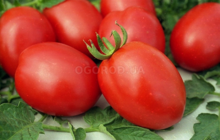 Какие семена томатов из всего многообразия выбрать для посадки