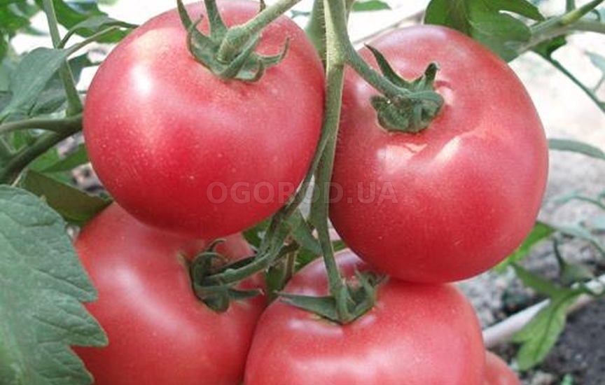 Какие семена томатов из всего многообразия выбрать для посадки