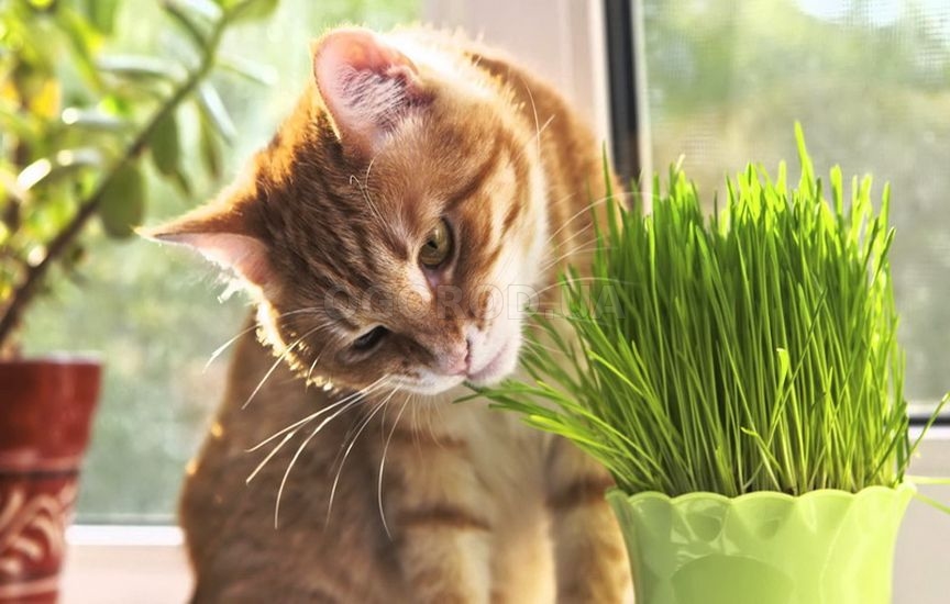 Семена травы для кошек